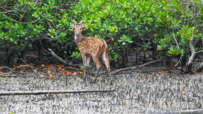 personalized_tours_from_kolkata_customized_sundarbans_tour_packages_from_kolkata