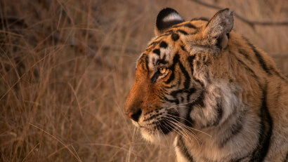 family_tour_packages_personalized_tour_packages_customized_tour_packages_wildlife_safari_tour_packages_ranthambore_tour_packages