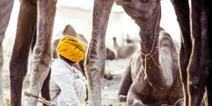 pushkar_camel_fair_tour_packages_customized_tour_packages_to_india_personalized_tour_packages_to_india