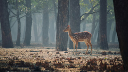 sundarbans-mangrove-stay